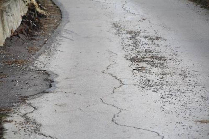 Foto: "Kad mačaka nema, miševi kolo vode"